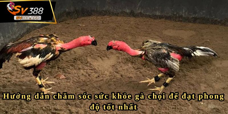 Hướng dẫn chăm sóc sức khỏe gà chọi để đạt phong độ tốt nhất