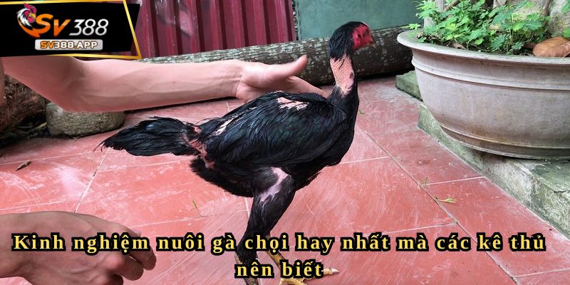 Kinh nghiệm nuôi gà chọi hay nhất mà các kê thủ nên biết