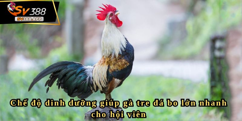 Chế độ dinh dưỡng giúp gà tre đá bo lớn nhanh cho hội viên