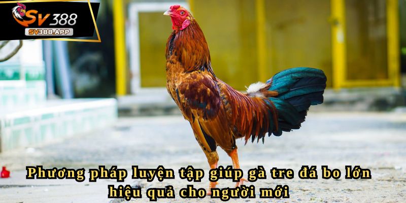 Phương pháp luyện tập giúp gà tre đá bo lớn hiệu quả cho người mới