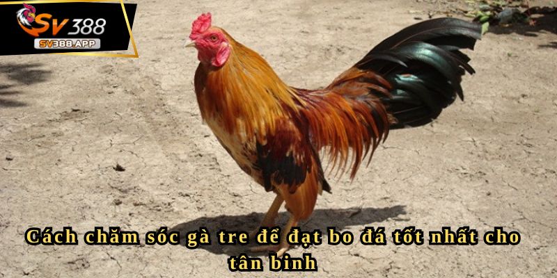 Cách chăm sóc gà tre để đạt bo đá tốt nhất cho tân binh