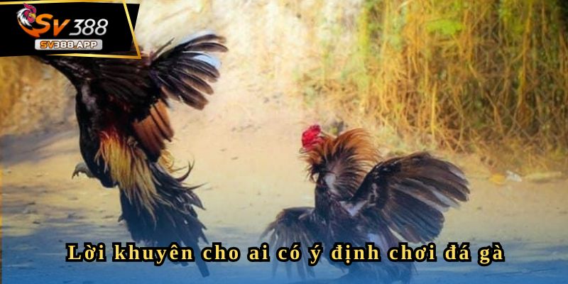 Lời khuyên cho những ai muốn chơi đá gà trực tuyến