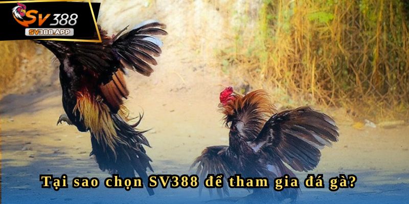 Anh chia sẻ mẹo chơi đá gà dễ thắng