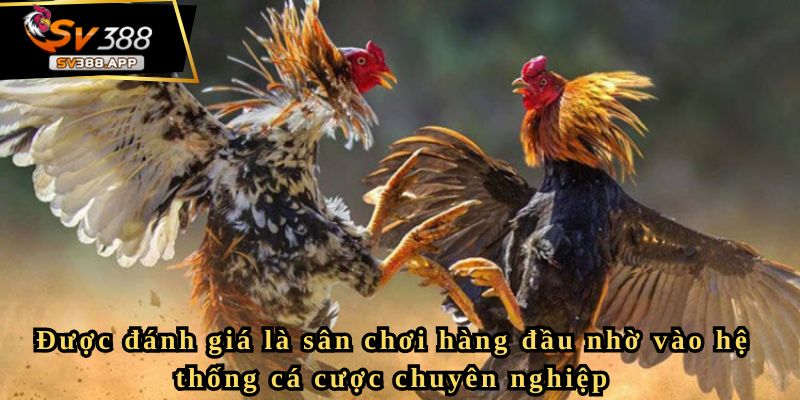Được đánh giá là sân chơi hàng đầu nhờ vào hệ thống cá cược chuyên nghiệp