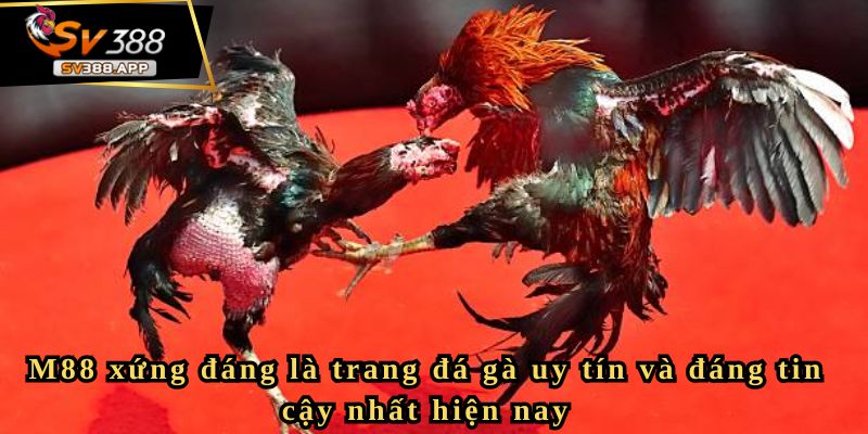 M88 xứng đáng là trang đá gà uy tín và đáng tin cậy nhất hiện nay