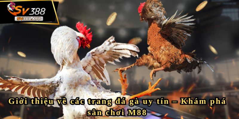 Giới thiệu về các trang đá gà uy tín – Khám phá sân chơi M88