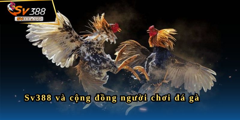 Sv388 và cộng đồng người chơi đá gà