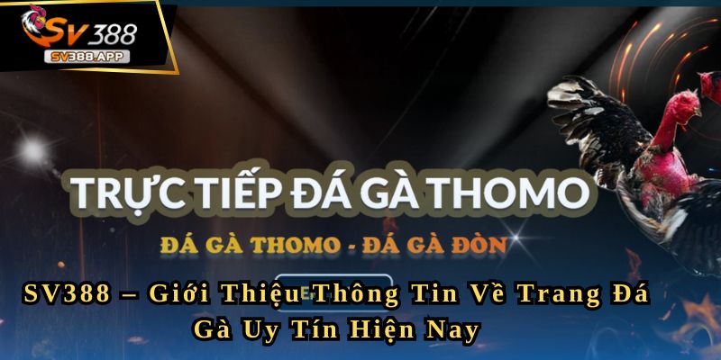 SV388 – Giới Thiệu Thông Tin Về Trang Đá Gà Uy Tín Hiện Nay
