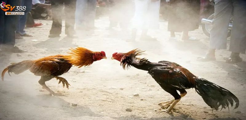 Đá gà online đang là xu hướng chơi chọi gà rất được yêu thích hiện nay