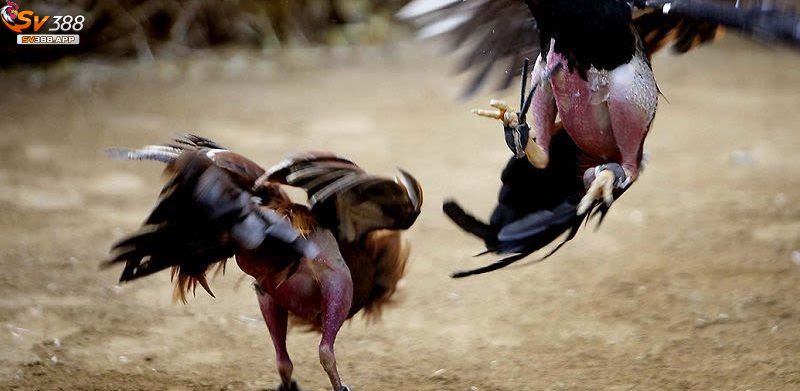 Trước khi cược chọi gà nên phân tích kỹ lưỡng về trận đấu